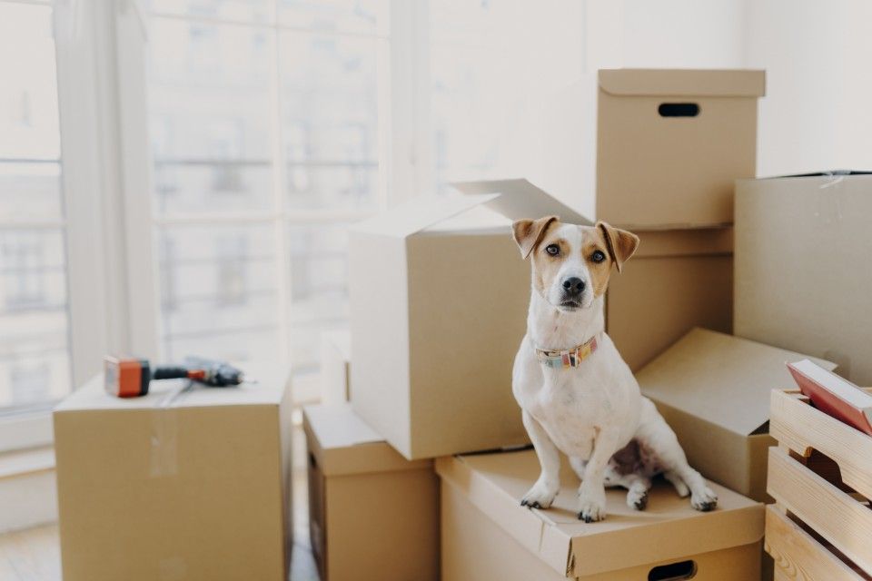 Moving Tips for You and Your Pet